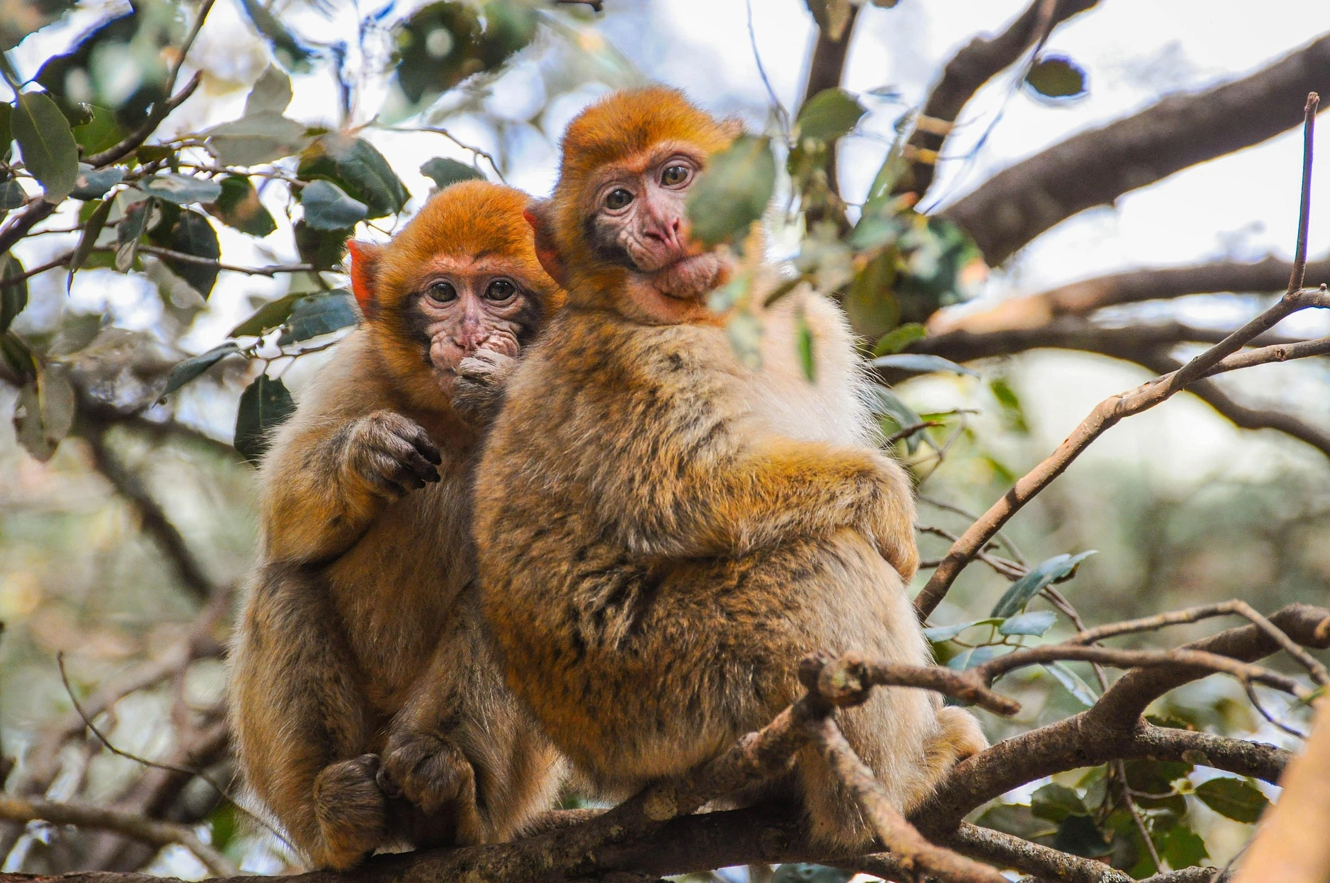 Barbary macaque monkeys in the Azrou Cedar Forest, a scenic stop on the Fes to Marrakech Desert Tour 4 Days.